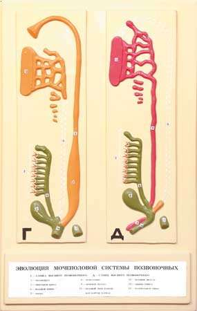 В16 Рельефная модель «Эволюция мочеполовой системы позвоночных», Медиус (Россия) - фото 1 - id-p53049215
