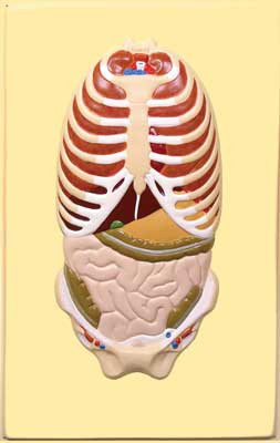 В21 Рельефная модель «Расположение органов грудной и брюшной полостей по отношению к скелету»,Медиус (Россия) 
