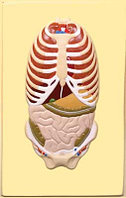 В21 Рельефная модель «Расположение органов грудной и брюшной полостей по отношению к скелету»,Медиус (Россия)