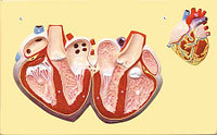 В30 Рельефная модель «Строение сердца человека»? Медиус (Россия)