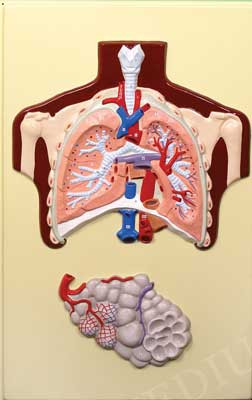 В35 Рельефная модель «Строение легких человека», Медиус (Россия) - фото 1 - id-p53134303
