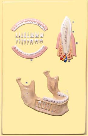 В39 Рельефная модель «Челюсть человека», Медиус (Россия) - фото 1 - id-p53134492