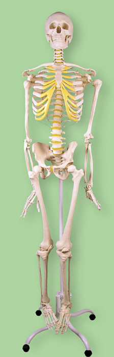 Р3 Скелет человека смонтированный (на роликовой подставке), Медиус (Россия) - фото 1 - id-p53134625