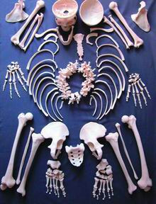 Р1 Скелет человека (набор костей в коробке), Медиус (Россия) 