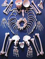 Р1 Скелет человека (набор костей в коробке), Медиус (Россия)