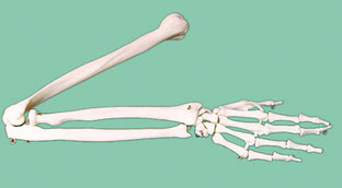 Р25 Скелет верхней конечности, Медиус (Россия) 
