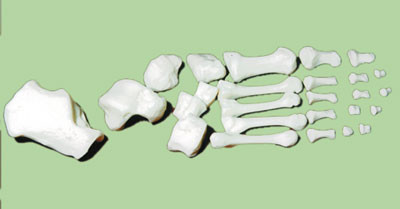 Р28 Стопа (набор из 26 костей в коробке), Медиус (Россия) - фото 1 - id-p53134828
