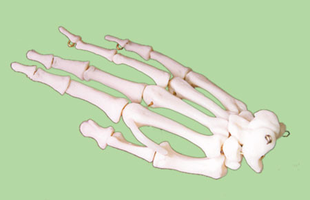 Р23 Скелет кисти, Медиус (Россия) 