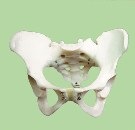 Р38 Скелет таза женского, Медиус (Россия) - фото 1 - id-p53145381