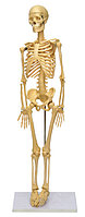 P39 Скелет человека на штативе (85 см), Медиус (Россия) 
