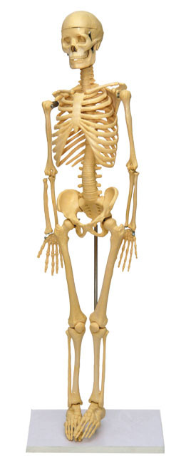 P39 Скелет человека на штативе (85 см), Медиус (Россия) - фото 1 - id-p53145385
