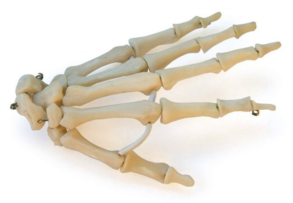 Р23ЛД Скелет кисти левая (демонстрационная модель), Медиус (Россия) - фото 1 - id-p53179485