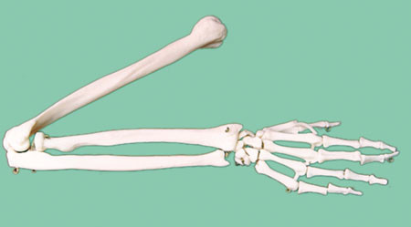 Р25ЛД Скелет верхней конечности левая (демонстрационная модель), Медиус (Россия) 