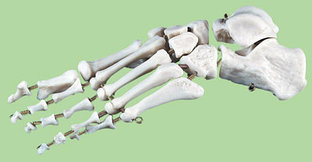 Р29ЛД Скелет стопы левая (демонстрационная модель), Медиус (Россия) 