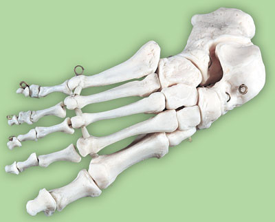 Р29ПД Скелет стопы правая (демонстрационная модель), Медиус (Россия) - фото 1 - id-p53184446