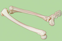 Р31ПД Скелет нижней конечности правая (демонстрационная модель), Медиус (Россия)