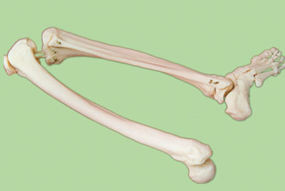Р31ПД Скелет нижней конечности правая (демонстрационная модель), Медиус (Россия) - фото 1 - id-p53184458