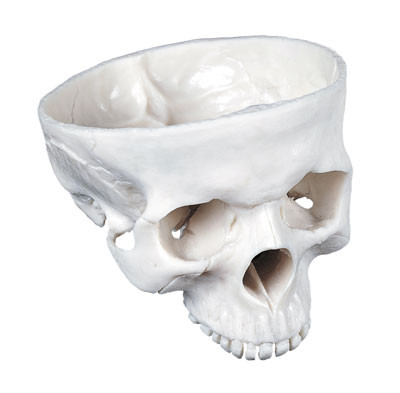 Р05Д Основание черепа (демонстрационная модель), Медиус (Россия) - фото 1 - id-p53184477
