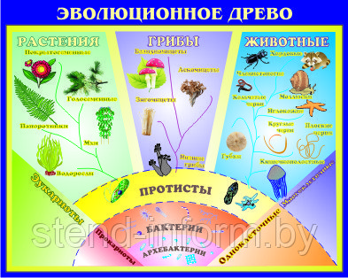 СТЕНД ПО  БИОЛОГИИ  «Эволюционное древо»