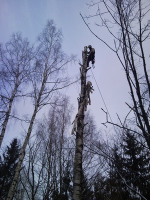 Удаление дерева по частям с подвешиванием - фото 1 - id-p1067949