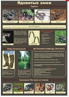 Плакат по ОСНОВАМ ЖИЗНЕДЕЯТЕЛЬНОСТИ "Ядовитые змеи"