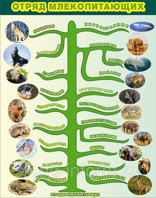 СТЕНД ПО БИОЛОГИИ "ОТРЯДЫ МЛЕКОПИТАЮЩИХ"