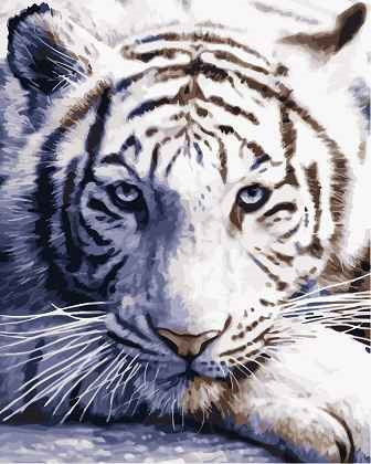 Картина по номерам Взгляд тигра (MG3290) 40х50 см