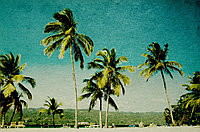 Фото-обои "Пальмы на пляже"