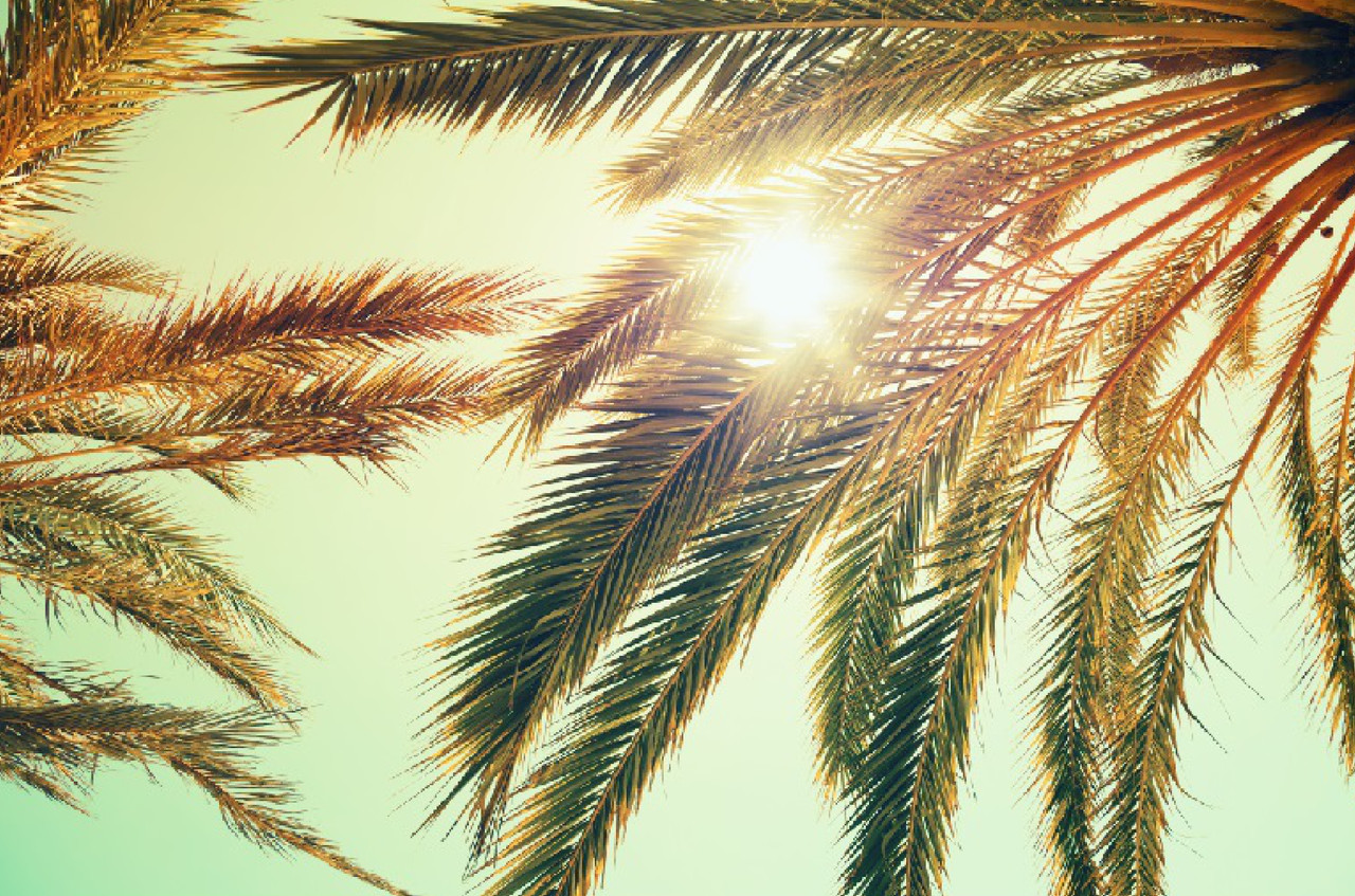 Фотообои "Ветви пальмы"
