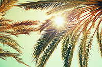 Фотообои "Ветви пальмы"