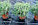 Зеленое покрытие и мульчирование.Сетка тканая из ПЭ Грин Ковер (темно-зеленая, 100% затенения)в рул , фото 4