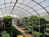 Теплица из поликарбоната своими руками Урожай ПК 8 метров, фото 3