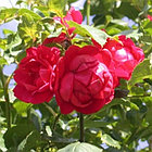 Роза плетистая Paul's Scarlet, фото 5