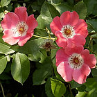 Роза PINK MEIDILAND (шраб), фото 3