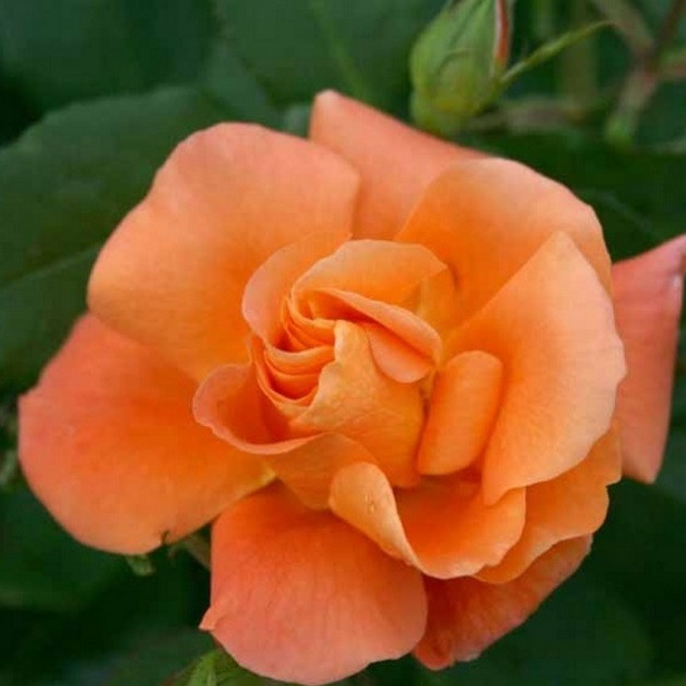 Роза плетистая Orange Dawn