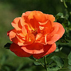 Роза плетистая Orange Dawn, фото 4