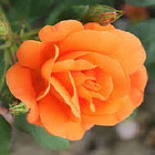 Роза плетистая Orange Dawn, фото 2
