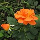 Роза плетистая Orange Dawn, фото 5