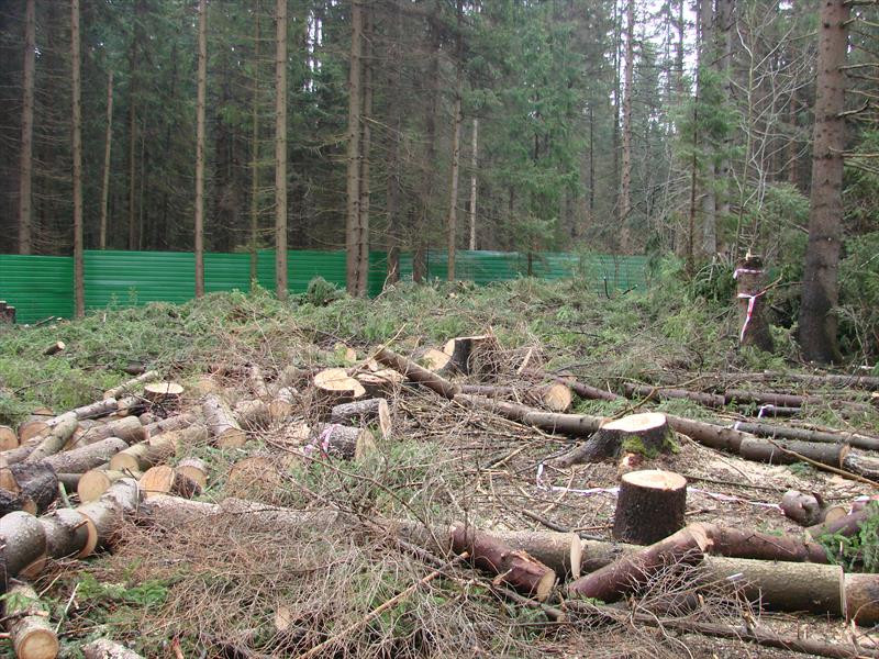 Удаление, спиливание деревьев  Корчевание пней