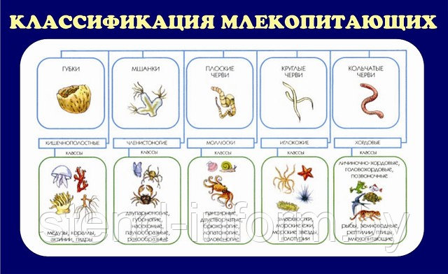 Стенд "Классификация млекопитающих" (р-р 60*100 см ) стенд без борта