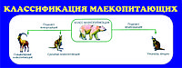 Стенд "Классификация млекопитающих" (р-р 40*100 см ) стенд без борта