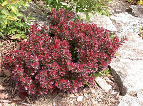 Барбарис Тунберга Атропурпуреа Нана (Atropurpurea Nana)