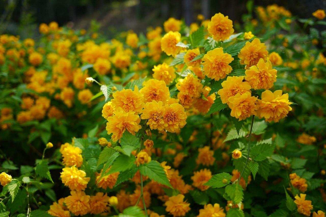 Керрия японская махровая Пленифлора (Pleniflora) - фото 1 - id-p54760173