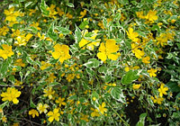 Керрия японская Пикта (Kerria japonica Picta)