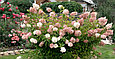 Гортензия метельчатая Грандифлора (Grandiflora), фото 2
