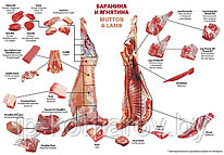 Схема разруба баранины