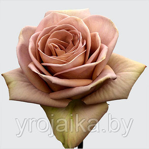Кусты роз Амнезия №32, фото 2