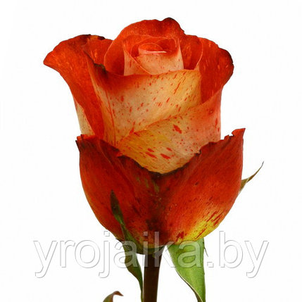 Кусты роз Бенгала №62, фото 2