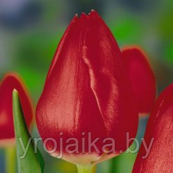 Тюльпаны сорт Deshima - фото 1 - id-p55541348