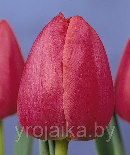 Тюльпаны оптом сорт Primavera - фото 1 - id-p55541358